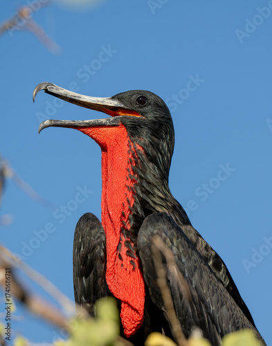 Frigate bird in Galapagos