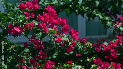Wallpaper Mural Footage of a vibrant red bougainvillea bush gently swaying in the light breeze under bright sunlight in Cyprus. Captured outdoors, this video showcases the colorful flowers  Torontodigital.ca