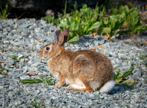 Eastern Cottontail 