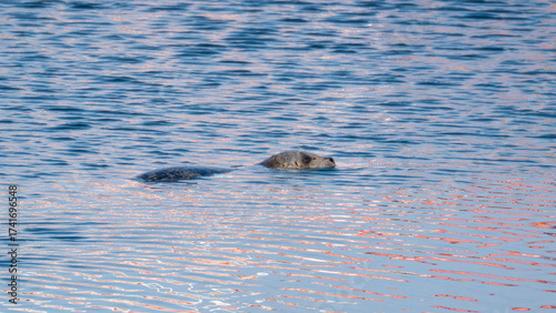 Photography Seal