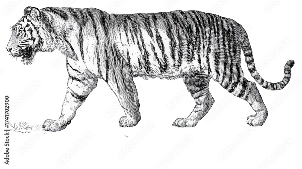 Fototapeta premium Vintage black and white scientific illustration of a tiger.