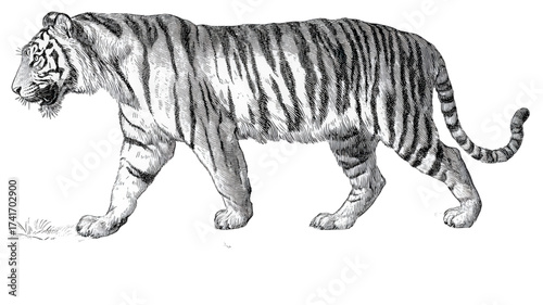 Vintage black and white scientific illustration of a tiger.