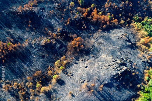 A Top Down Aerial View of a Burned Forest at Sunset The Concept of a Tragic Beauty