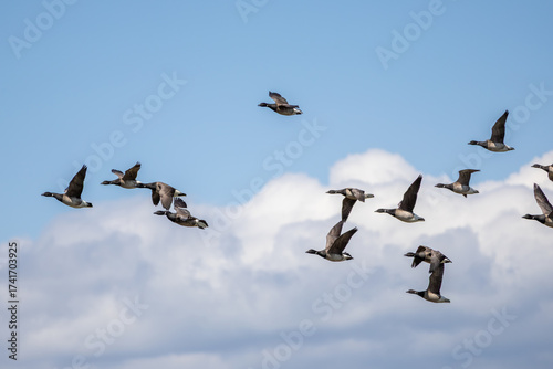 Flock of Brant Geese Flying Over Cloudy Sky