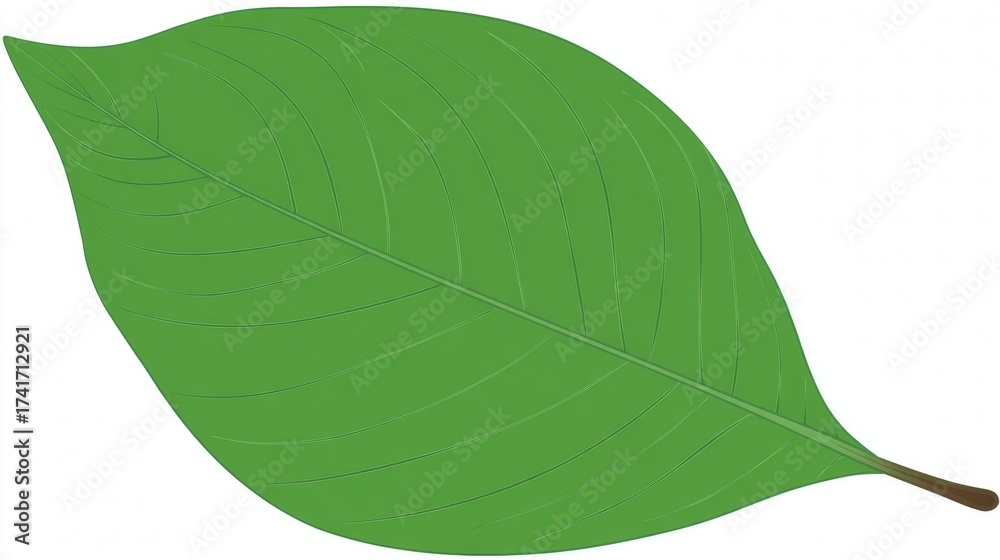 Obraz premium A single green leaf with visible veins and a brown stem on a white background.