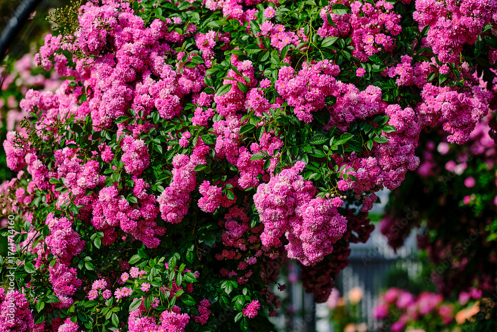 Obraz premium Close up of purple Lagerstroemia or crape myrtle.