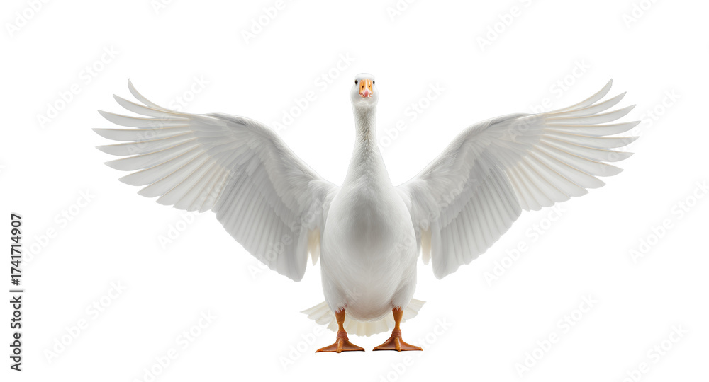 Obraz premium A Majestic White Bird with Open Wings on a Neutral Background