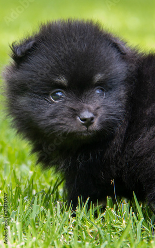 Adorable black Pomeranian puppy on green grass, fluffy tiny dog with white markings exploring outdoors