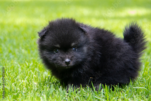 Adorable black Pomeranian puppy on green grass, fluffy tiny dog with white markings exploring outdoors