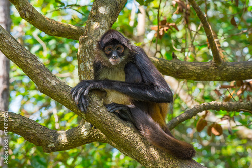 Spider Monkey in a tree