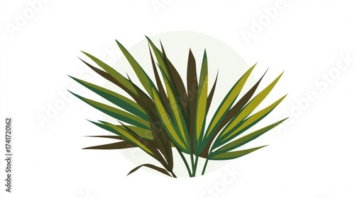 Aloe vera leaf and plant isolated on white background with fresh green botany