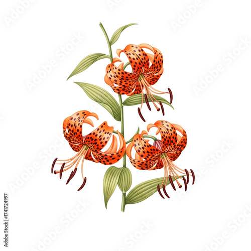 Three vibrant orange tiger lilies with dark spots bloom on a green stem with leaves