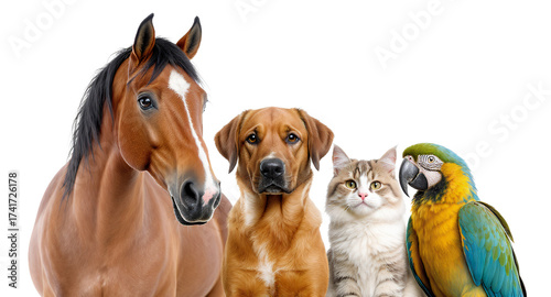 Friendly Animals, Isolated on White