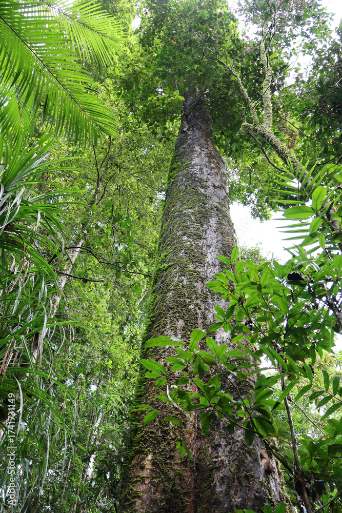Fototapeta premium Looking upwards at a very tall tree covered with green moss in a rainforest