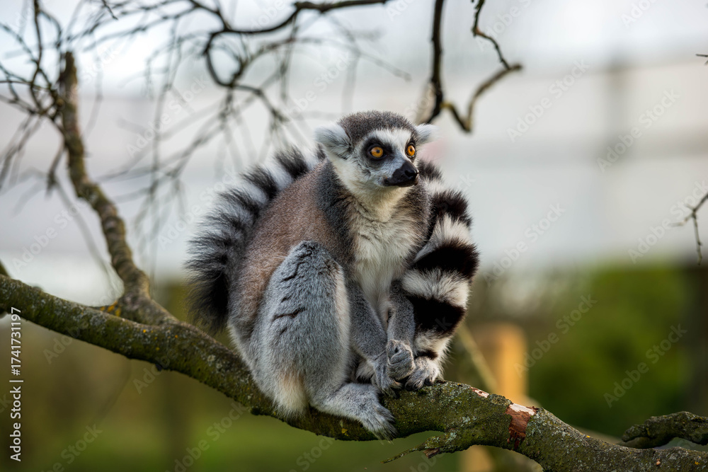 Obraz premium Wildlife Close-up: Lemur (Lemur catta) Perched on a Tree