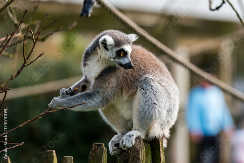 Ring-Tailed Lemur Sitting on a Post and Handling a Small Stick