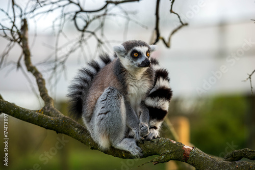 Wildlife Close-up: Lemur (Lemur catta) Perched on a Tree