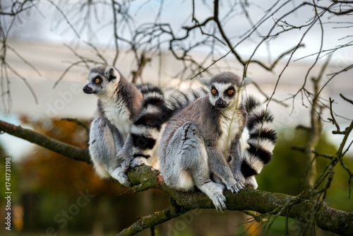 Two Ring-Tailed Lemurs Posing with Striking Striped Tails and Orange Eyes