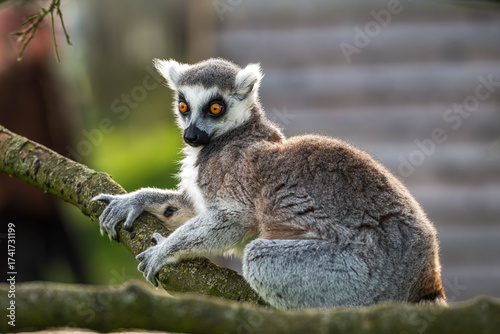 Curious Ring-Tailed Lemur Turning Back on a Tree