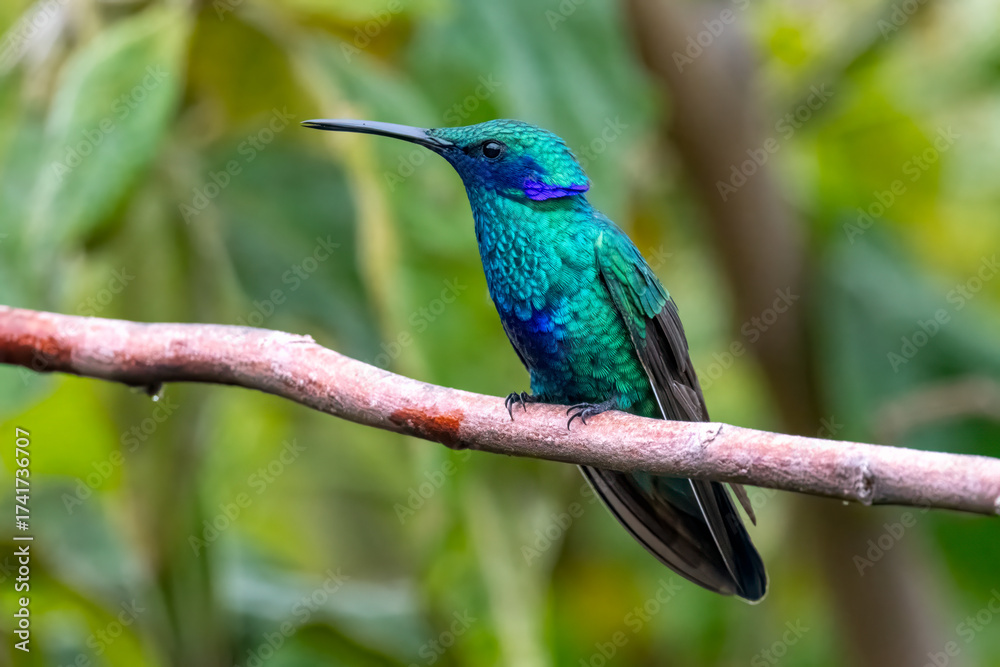 Fototapeta premium Sparkling Violetear Hummingbird Perched on a Branch in Lush Green Forest