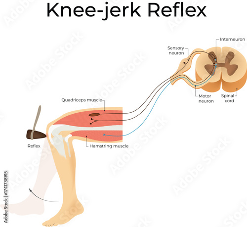 Patellar Reflex and Knee Jerk Reflex Vector Illustration