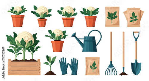 A collection of cauliflower plants in pots and a garden wooden crate alongside gardening tools and seeds.