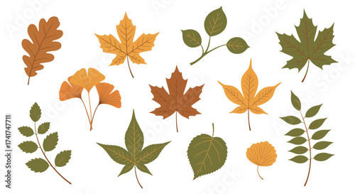 A collection of various autumnal leaves in different shapes and colors.