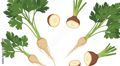 Fresh parsley roots with green leafy tops and cross sections on a white background.