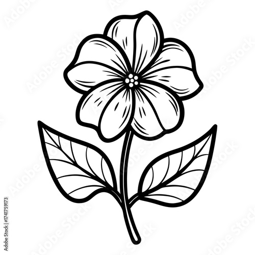 leadwort ceylon flower line art vector on white