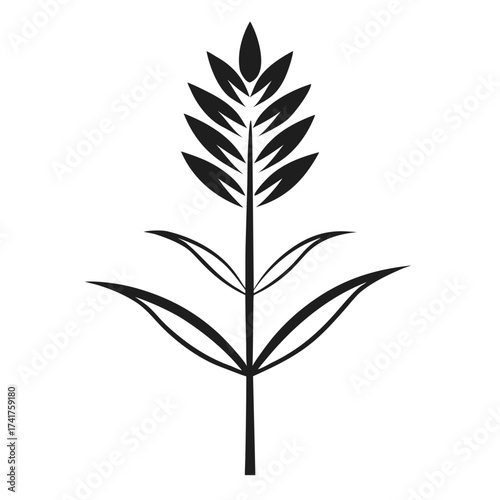 liatris ligulistylis blazing star line art on white