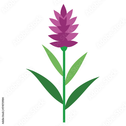 liatris ligulistylis blazing star flower vector on white background