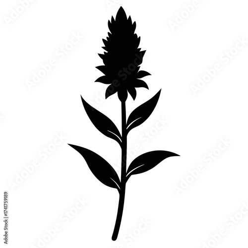 liatris ligulistylis blazing star flower silhouette vector on white background