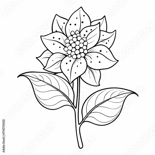 lysimachia pollen vulgaris line art flower vector on white