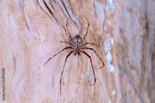 Australian Pirate Spider in Natural Habitat 