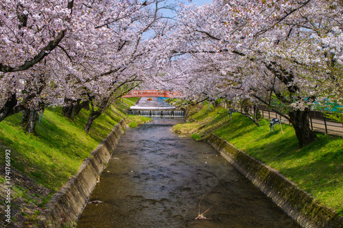 五条川の桜並木と春の風景（愛知県大口町）