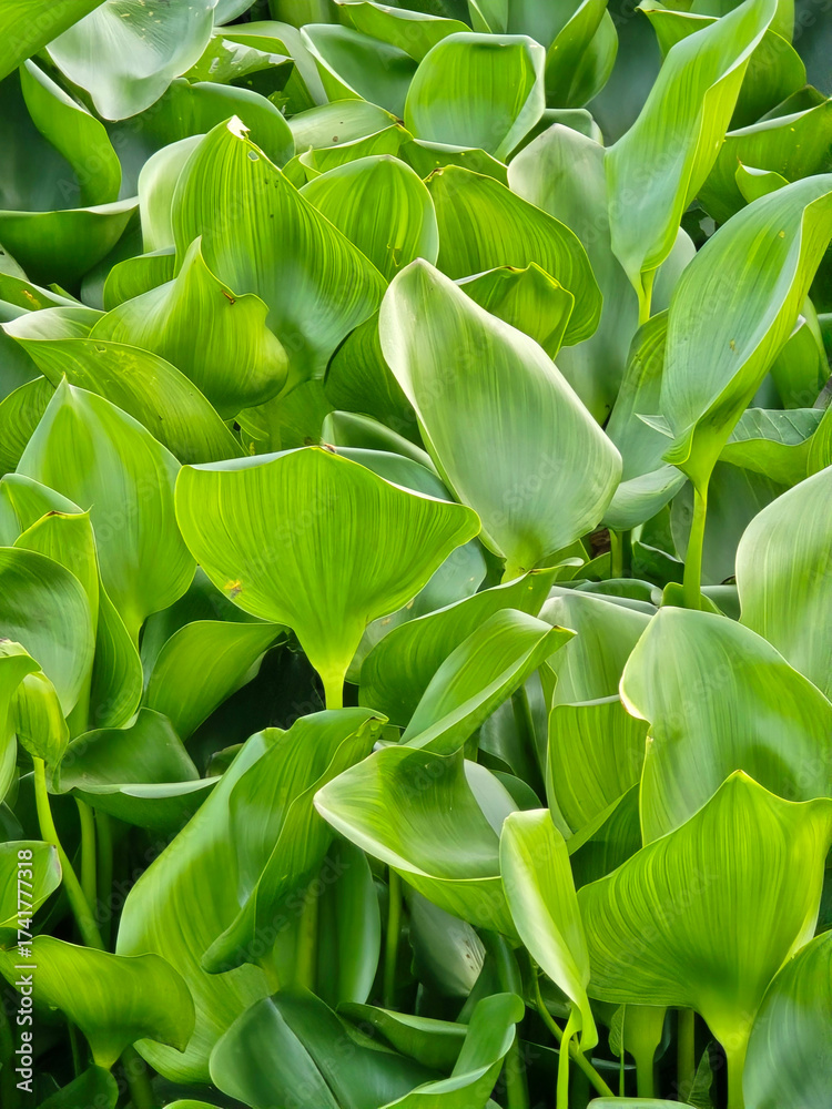 Fototapeta premium water hyacinth in the garden