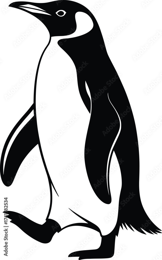Fototapeta premium Black and white penguin walking bird