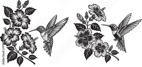 Vector art of two hummingbird silhouettes with hibiscus flowers, showcasing natures beauty