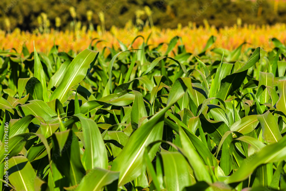 Obraz premium Lush green cornfield stretching to the horizon with a sorghum plantation in the background. Illustrates large-scale corn farming, a key pillar of Brazilian agriculture and economy.