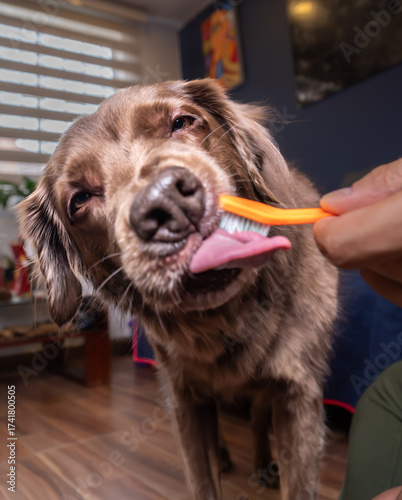 Dental Brushing Dogs Teeth. Man's hand gently brushing a dog's teeth with dog toothpaste at home. Dog dental hygiene