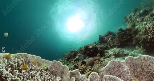 Tropical fish and coral reef, underwater seascape. Underwater life landscape.