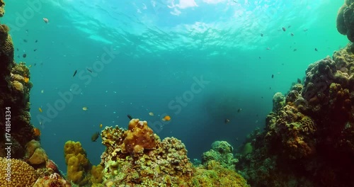 Underwater life scene. Sardine run and corals under the sea.