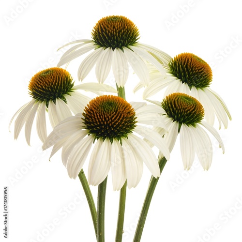 Five white cone flowers with dark central cones