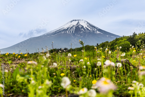 Scenic view of Mount Fuji Japan during springtime with lush foliage and flowers in foreground