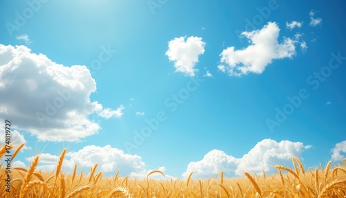 Golden wheat field glistens under a bright blue sky dotted with fluffy white clouds on a beautiful summer afternoon