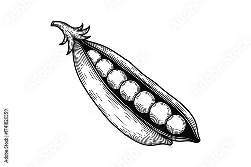 pea pod with peas vector illustration