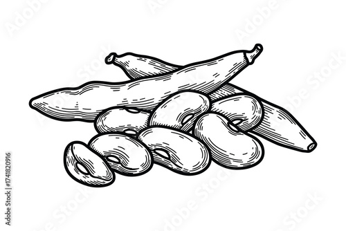 Kidney beans and pods, pile, vector illustration