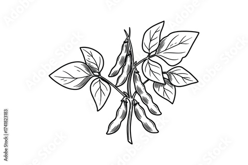 Soybean plant branch vector illustration