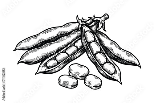 Soybeans pods and beans vector illustration