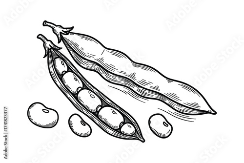 Soybeans pods and beans, organic food, vector illustration